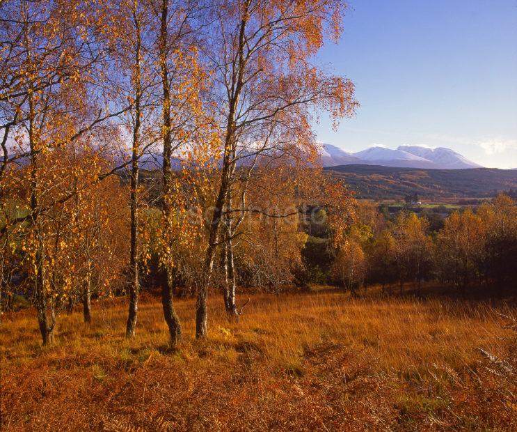 Golden Autumn View From Near Gairlochy Towards Distant Ben Nevis Lochaber West Highlands