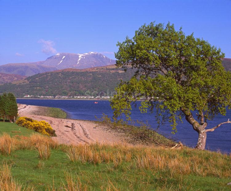 Lovely Spring View Towards Ben Nevis And Fort William From Across Loch Eil Ardgour West Highlands