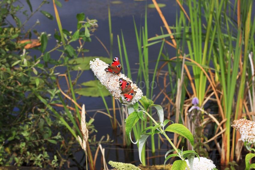 Two Peacock Butterflys Nr A Pond