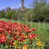 WY3Q4289 Springtime Kelvingrove Park With University Tower