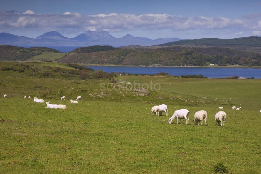 I5D9788 Sheep Grazing On West Loch Tarbert With The Paps Of Jura Kintyre