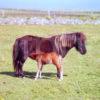 Tiree Pony And Foal