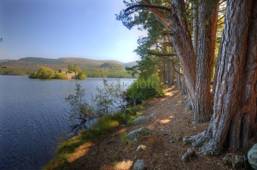 DSC 1465 LOCH AN EILEAN ROTHEMURCHUS FOREST