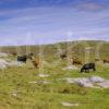 Cattle Grazing At The South End Of COLL Nr Breachacha