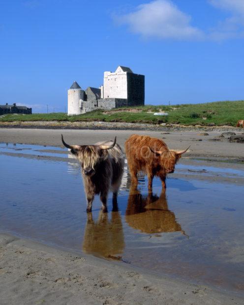 Highland Cows At Breachacha Castle Isle Of Coll