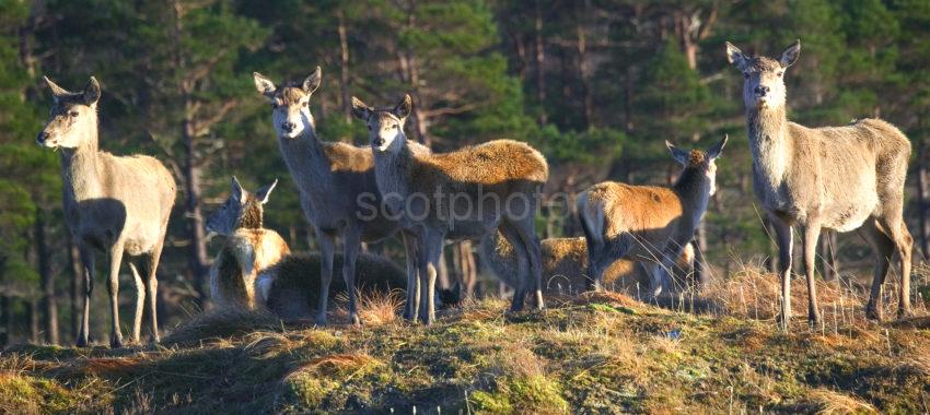 Group Of Deer At Black Mount Loch Tulla