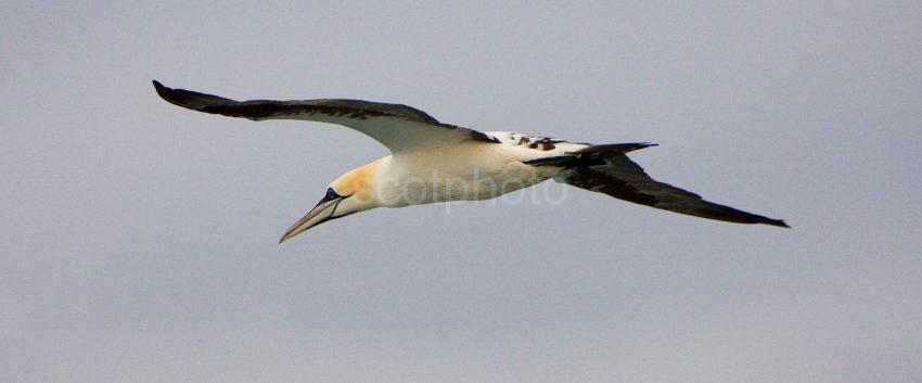 A Gannet From A Boat Off The Coast Of Barra