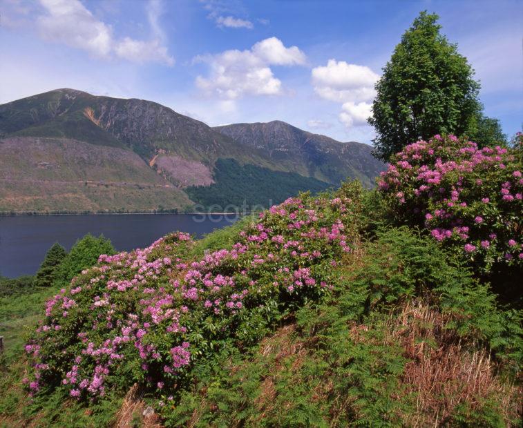 Springtime Scene On Loch Lochy