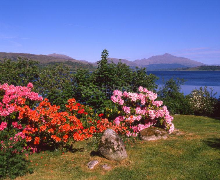 Lovely Springtime View Of Loch Etive And Ben Cruachan From Connel Argyll