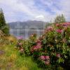 Spring On Shore Pf Loch Maree Wester Ross