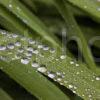 Crystal Beadlets Of Water Repose On The Grass