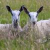 I5D8998 Pair Of Leicester Blue Face Sheep ARGYLL