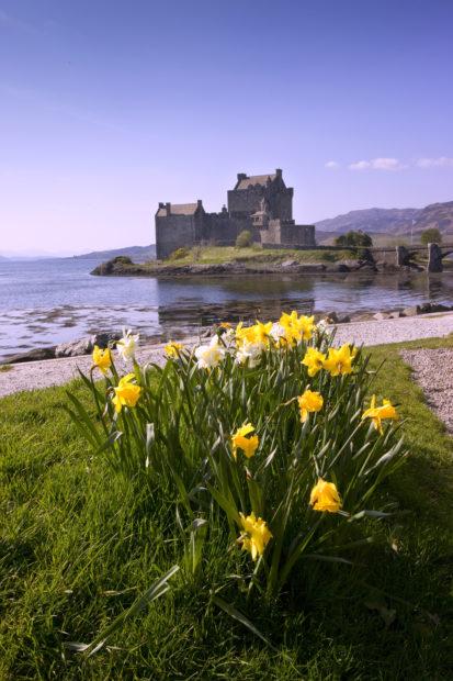 I5D3131 Daffs At Eilean Donan Castle