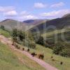 Cattle Grazing In Glen Gloy Lochaber