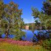 Heather Clad Shore Of Loch An Eilean Rothiemurchas Forest Badenoch Strathspey