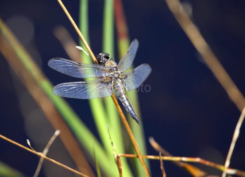 WY3Q2666 Dragonfly