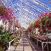 Wonderful Plants Of All Colours Including Many Tropical Can Be Seen In The Winter Gardens Situated In Duthie Park On The Banks Of The River Dee Aberdeen