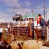 Unloading Sheep And Cars From The Loch Carron In The 70s Oban