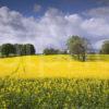 WY3Q9658 Beautiful Rape Seed Nr Crief Perthshire