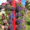 7296 Old Red Telephone Bos With Flowers