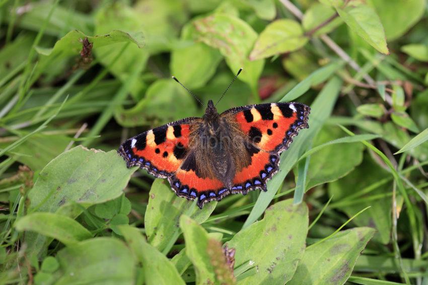 Small Tortoiseshell Butterfly Ground Vegetation