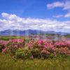 A Colourful Summertime Scene Towards The Stewart Stronghold Of Castle Stalker And The Morvern Hills As Seen From The Slopes Above The Village Of Appin Argyll