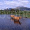 Highlands Cows Cooling Off In Loch Awe With Ben Cruachan In View Cladich