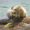 Close Up Of Seal Pup Arran