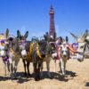 Donkeys At Blackpool