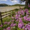 0I5D9934 Springtime View Towards Tioram Castle Loch Moidart