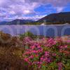 Summer View From Across The Corran Sound Towards Ardgour Corran West Highlands