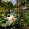 DSC 0636 Lily In Pond