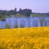 Lovely View Across Yellow Fields Of Rapeseed Towards Linlithgow Palace On Linlithgow Loch West Lothian