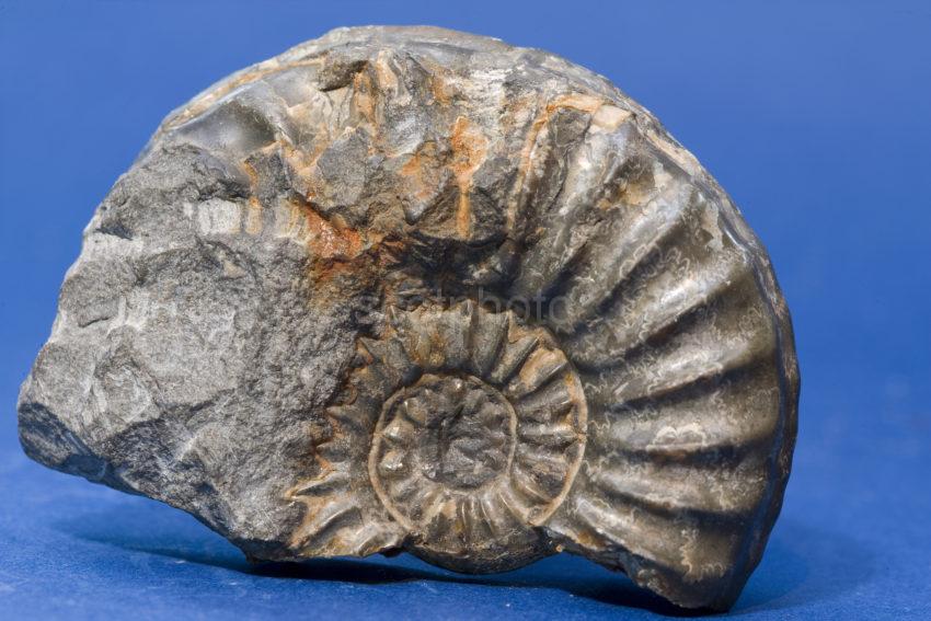 Ammonite Fossill