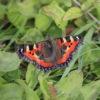 I5D9636 Small Tortoiseshell Butterfly Ground Vegetation