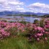 Sprintime View Towards Castle Stalker And Morvern Hills From Appin