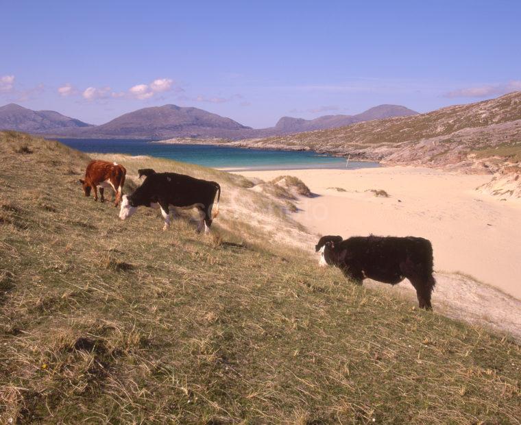 Cows Graze Nr Beaches At Luskentyre South Harris