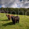 Highland Cows And Cedar Wing