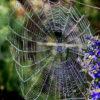 COBWEB BEADS OF DEW