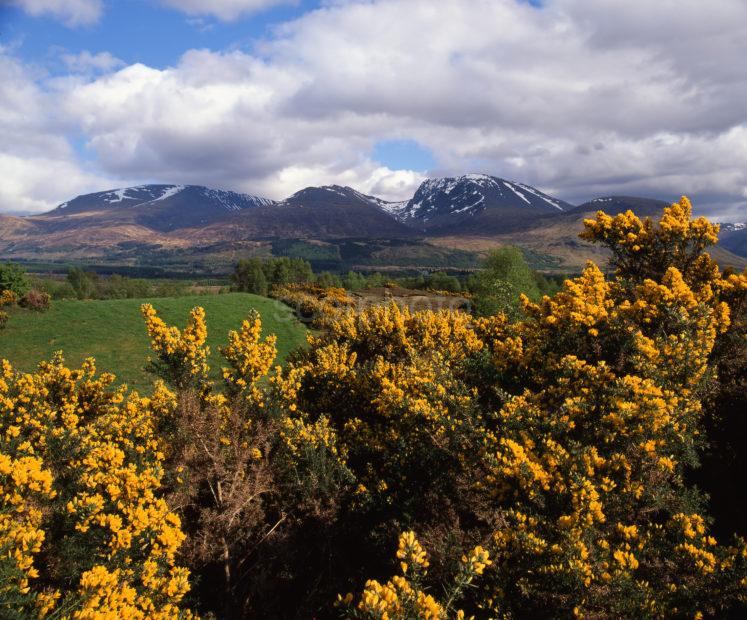 Spring View Of Ben Nevis