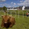 Highland Cow Durinish Village Wester Ross