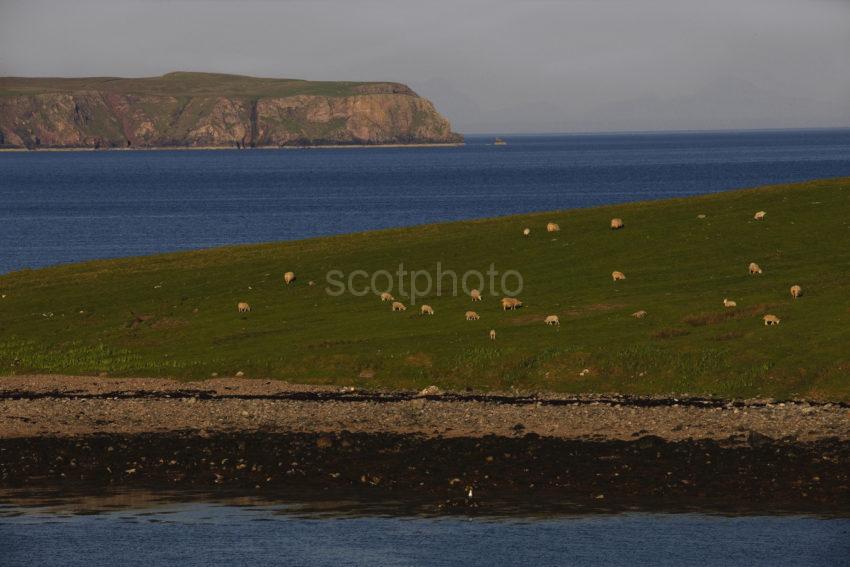 DSC 9513 Sheep Grazing On The Coastline On The Eye Peninsula