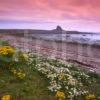 Lidisfarne Northumbria