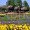 Spring Flowers In Victoria Park And Gardens Glasgow