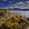 Towards Ben Nevis From Corpach With Gorse