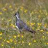 Lapwing On Tiree