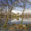 Y3Q9558 Vert Pic Kilchurn In Winter Through Trees