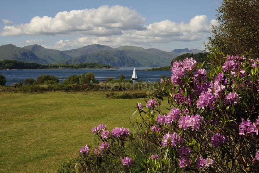 Yacht Sailing Past Eriska Golfers