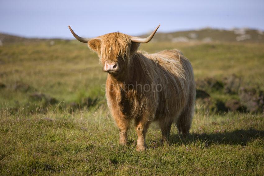 Highland Cow On Isle Of Coll