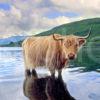 Highland Cow Loch Scridain Isle Of Mull